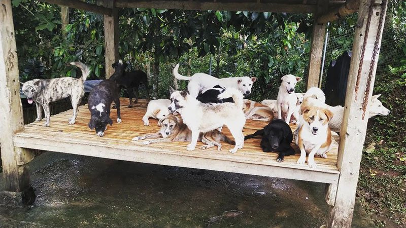 Bali Dog Association | Mural Fest 2022 • Bali Collective