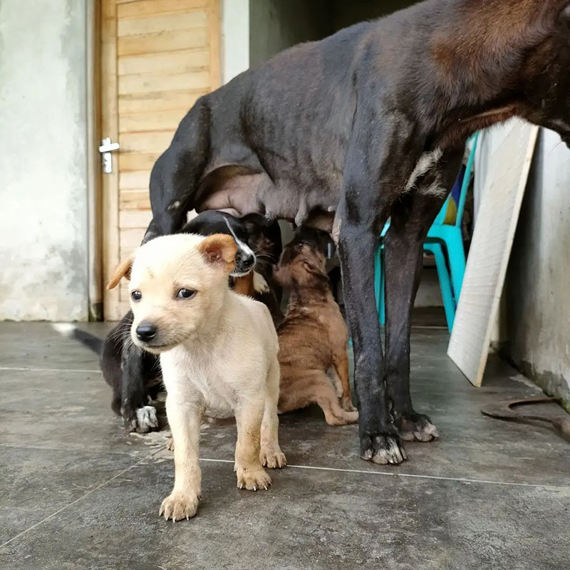 Bali Dog Association | Mural Fest 2022 • Bali Collective